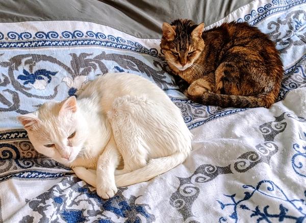 /Images/uploads/Congregation Beth Emeth/bethemeth/entries/17586thumb.jpg